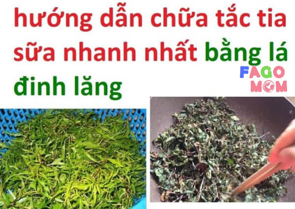 Cách chữa tắc tia sữa bằng lá đinh lăng và rễ đinh lăng
