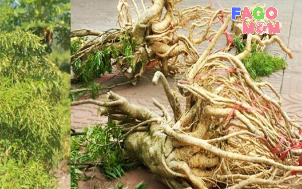 Tìm hiểu về cây đinh lăng tốt cho sức khỏe