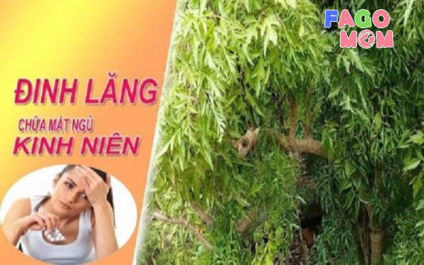 Tác dụng tuyệt vời của lá đinh lăng với sức khỏe
