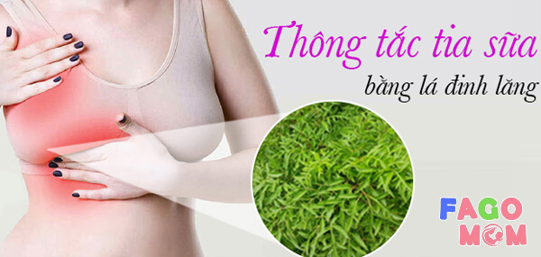 Chữa tắc tia sữa bằng lá đinh lăng
