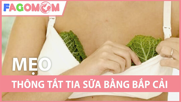 Chữa tắc tia sữa bằng lá bắp cải