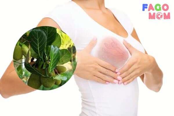 Chữa tắc tia sữa bằng lá mít