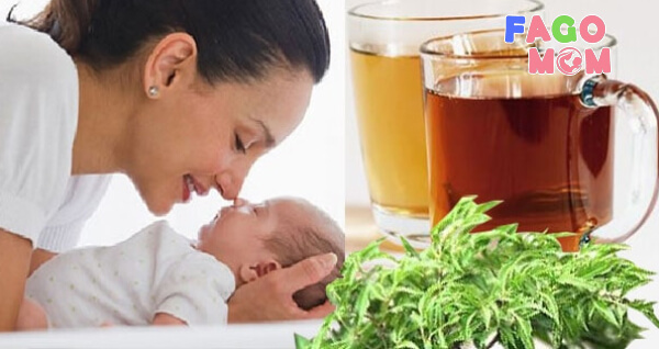 Sử dụng lá đinh lăng để thông tắc tia sữa khá hiệu quả