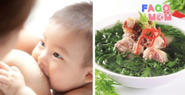 Thông tắc tia sữa bằng lá đinh lăng
