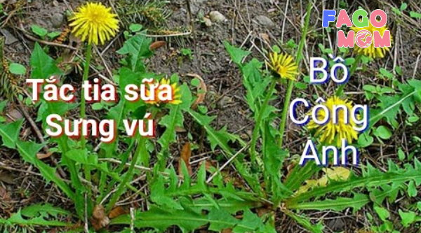 Điều trị tắc tia sữa bằng bồ công anh không đúng cách
